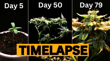 how to make a cannabis bonsai