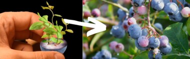 how to grow blueberries from seed