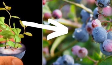 how to grow blueberries from seed