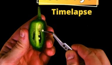 How to grow jalapenos from seed