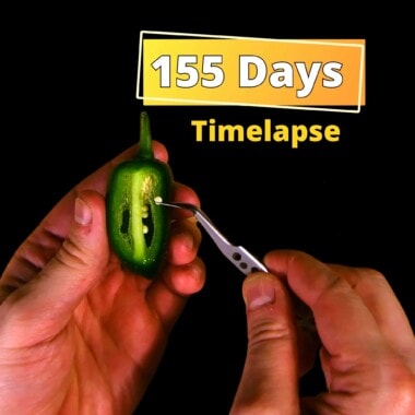 How to grow jalapenos from seed