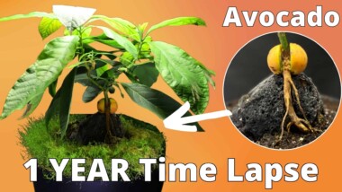 How to grow a acovado bonsai from seed in timelapse