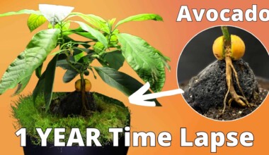 How to grow a acovado bonsai from seed in timelapse