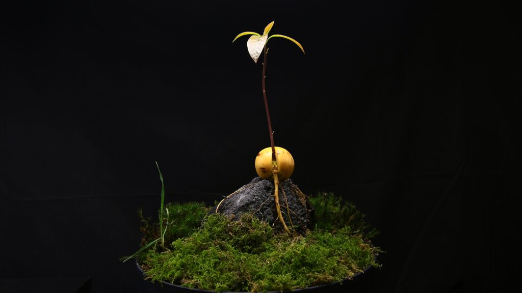 Avocado bonsai growing on a lava stone