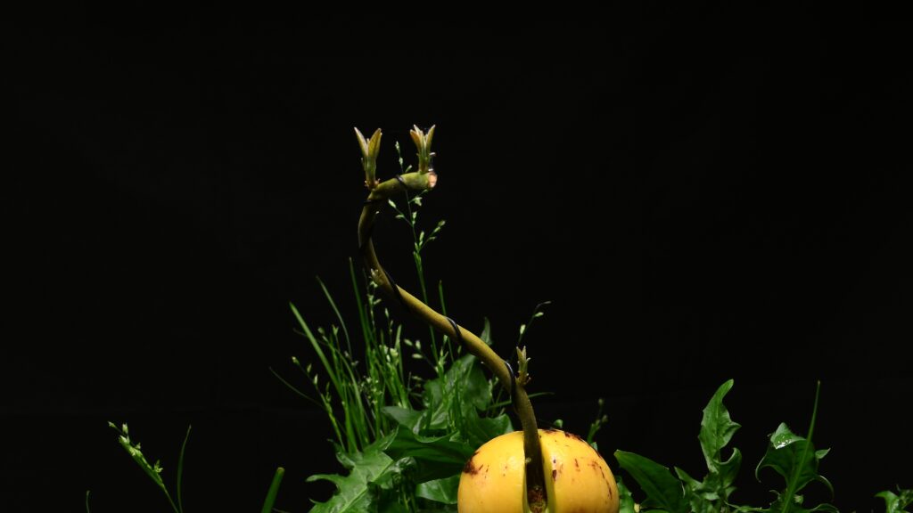 Avocado bonsai after first pruning and wiring