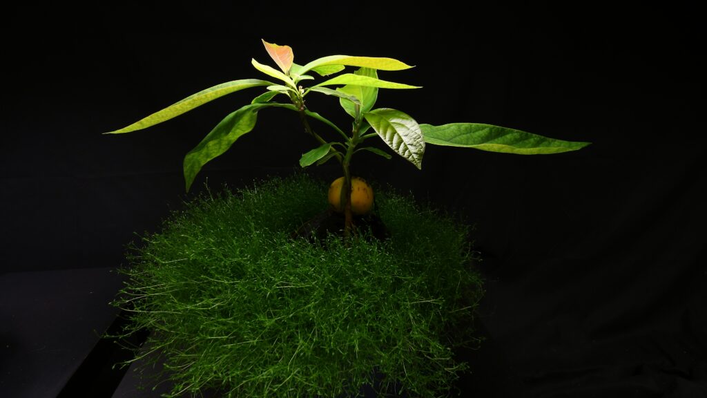 Avocado bonsai with moss and exposed roots