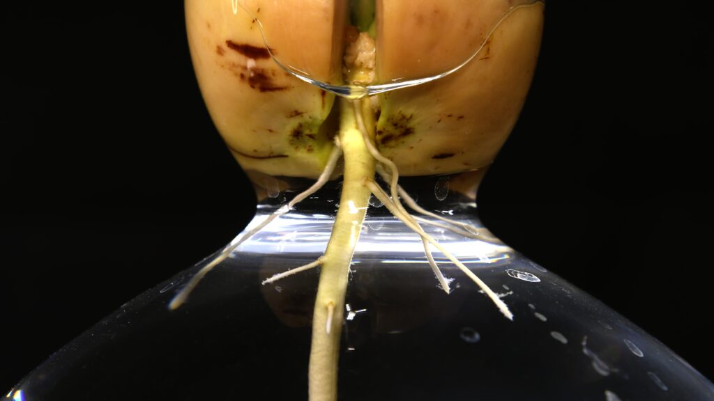 Avocado seed germination with roots