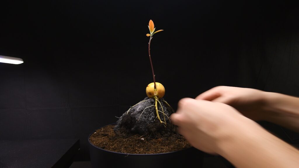 Setting up the avocado bonsai root over rock