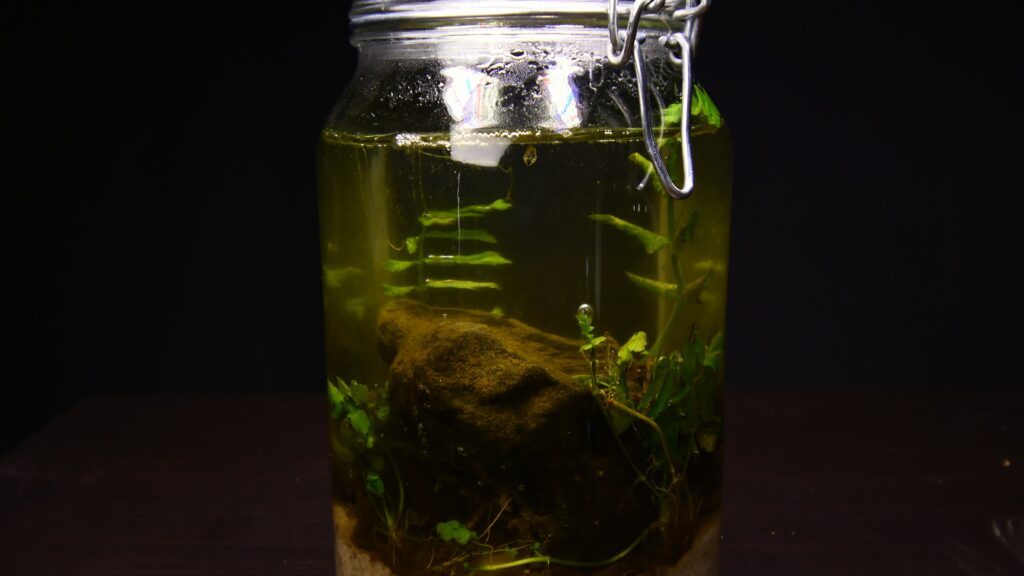 Finished DIY jar ecosphere standing on a table with plants and stones inside