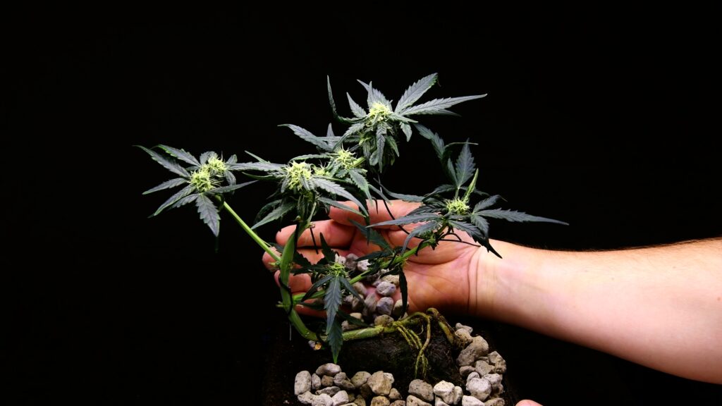 Small decorative stones added around the cannabis bonsai to create a miniature landscape