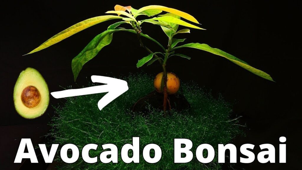 How to grow a avocado bonsai from seed