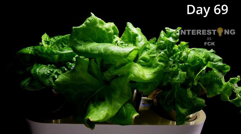 Mature lettuce plants ready to harvest