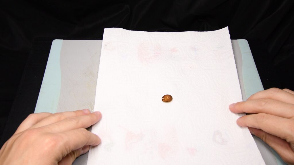 Nectarine seed wrapped in moist paper towel for cold stratification