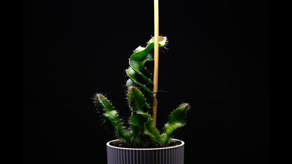 Larger dragon fruit cactus plant in a pot