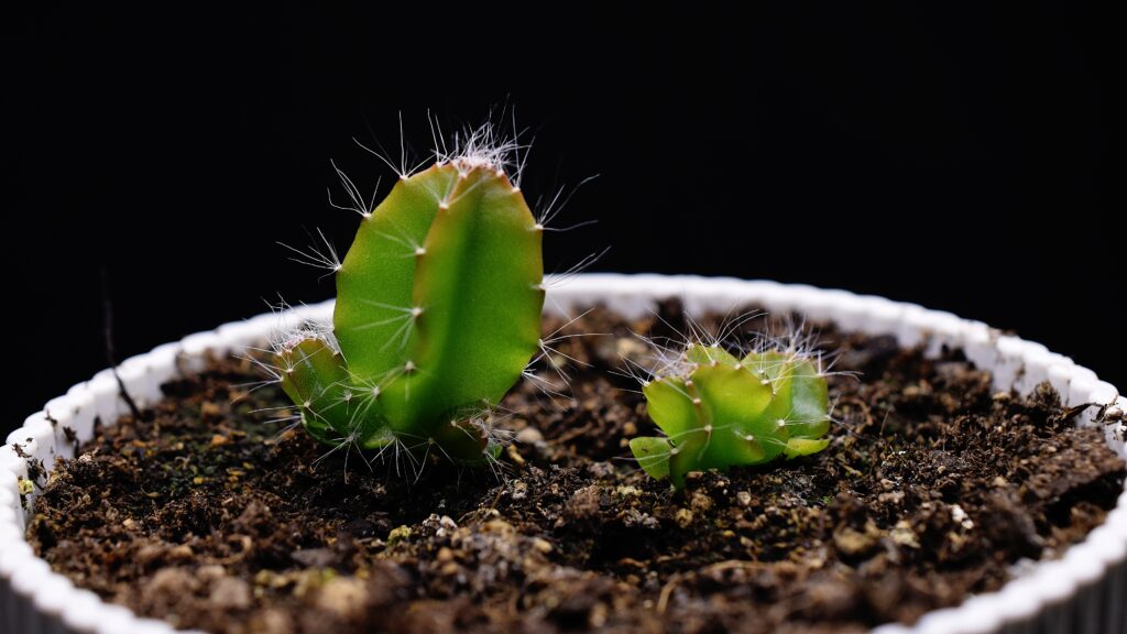 Young dragon fruit cactus seedlings growing close together