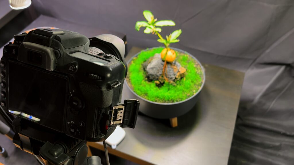 Example plant timelapse setup with camera and plant in front of a black background