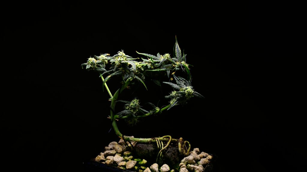 Finished cannabis bonsai with twisted trunk, visible rock and a dense green canopy