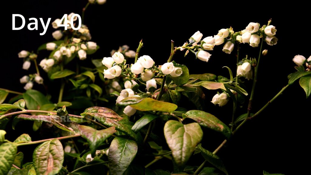 Blueberry plant flowering in a pot, ready to set fruit
