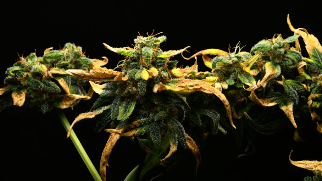 Cannabis bonsai in flowering stage with small buds forming along the branches