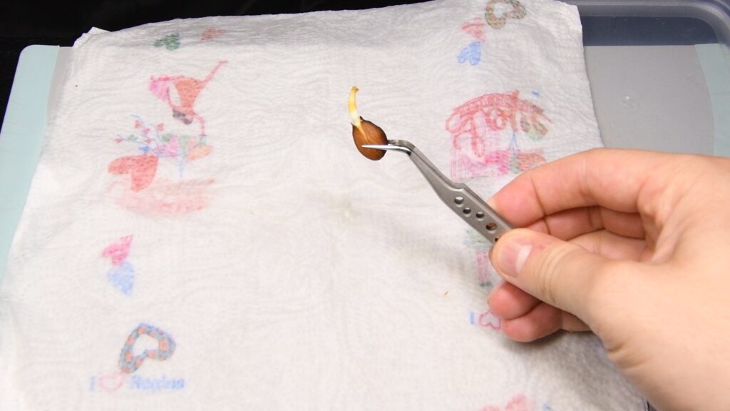 Germinated nectarine seed with visible root sprout
