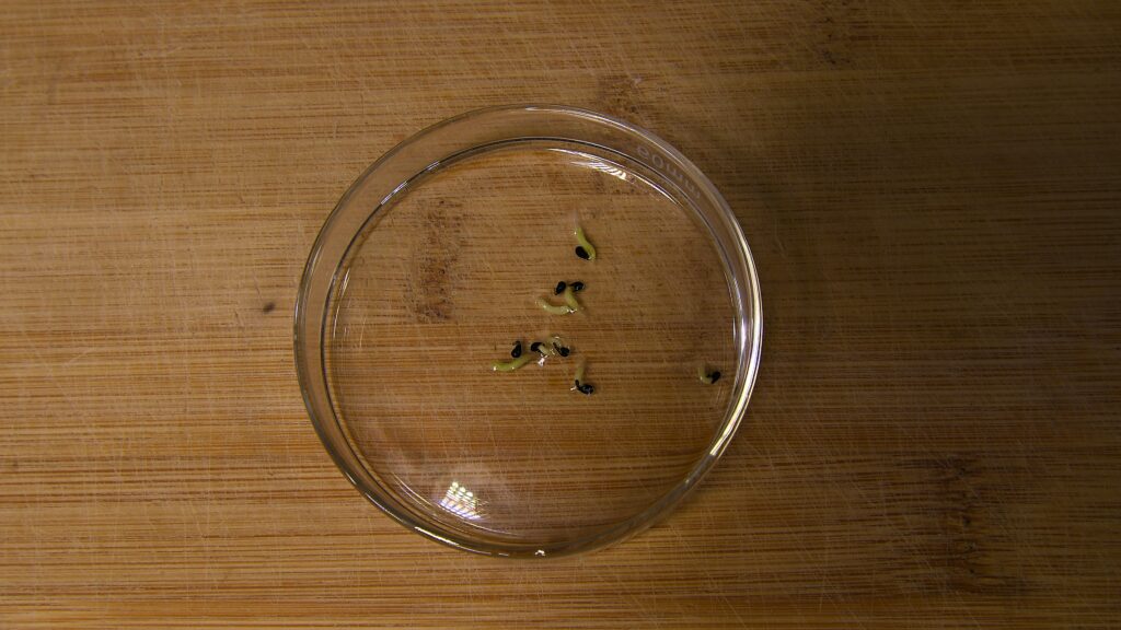 Germinated dragon fruit seeds with tiny green sprouts