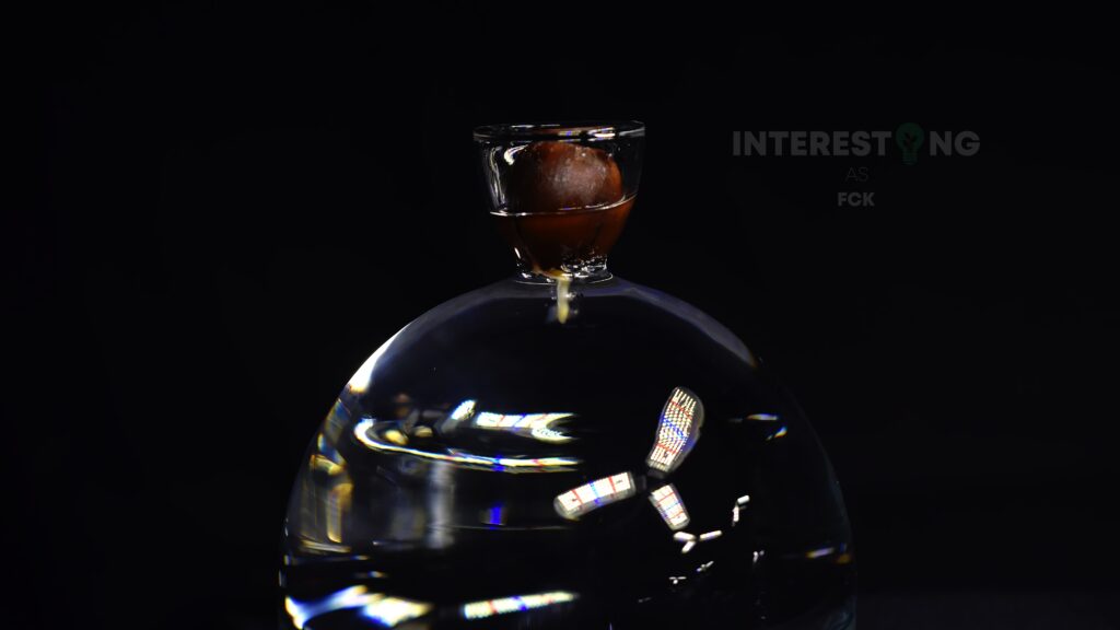 Oak acorn with emerging root grown above water in a glass container