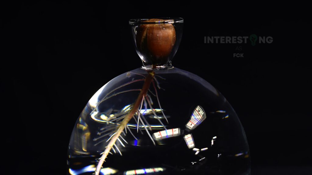 Oak seedling developing roots and stem in a water-based setup