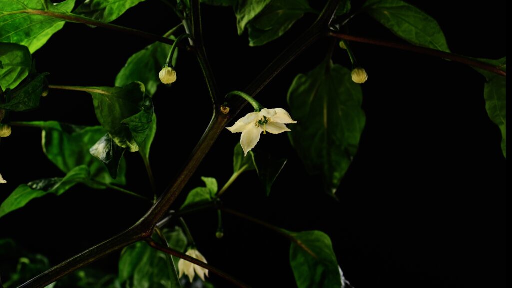 Close-up of a jalapeno flower before fruit set
