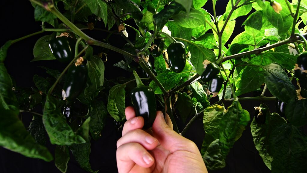 Freshly harvested jalapeno peppers from a homegrown plant