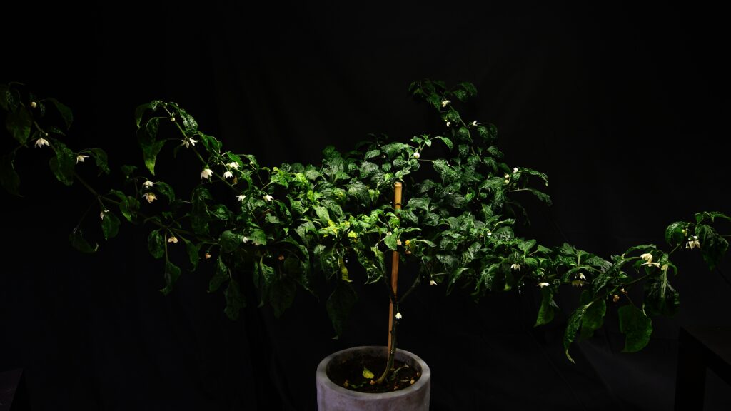 Mature jalapeno plant loaded with green peppers