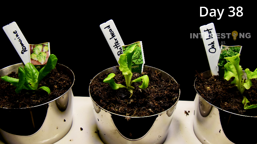 Lettuce seedlings transplanted to a larger pot