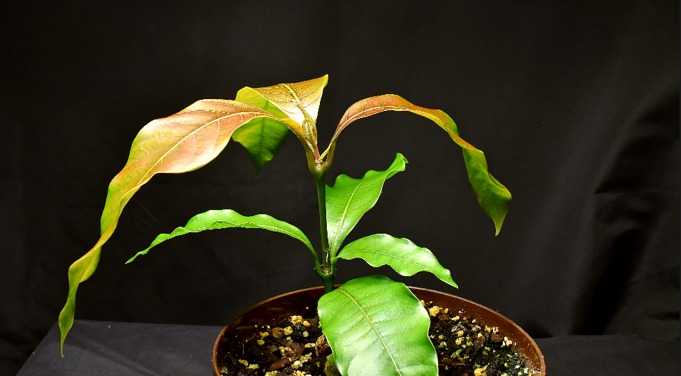 Small potted mango tree with several sets of leaves