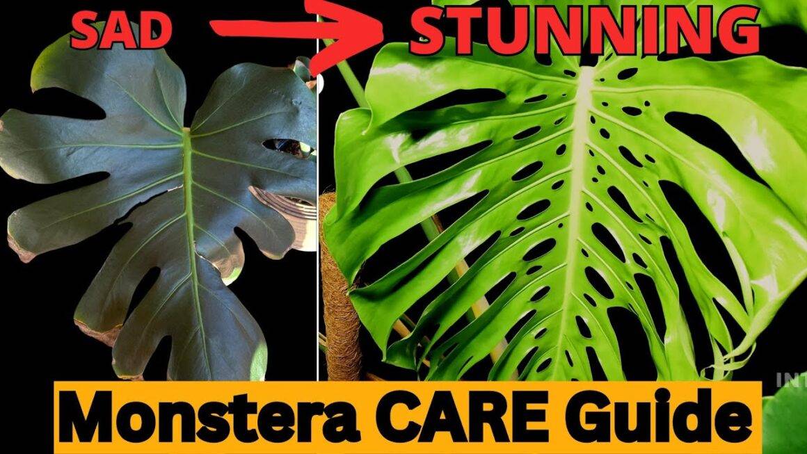 Monstera care guide