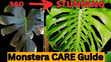 Monstera care guide