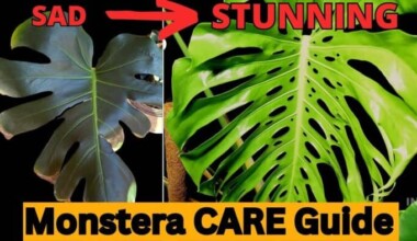 Monstera care guide
