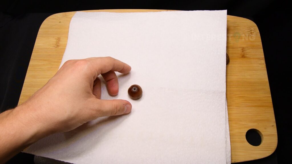 Acorns wrapped in damp paper towel for cold stratification in the fridge