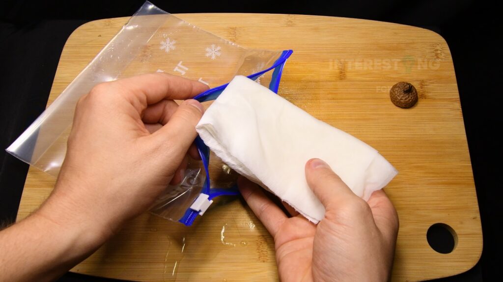 Stratified acorns stored in a plastic bag in the refrigerator