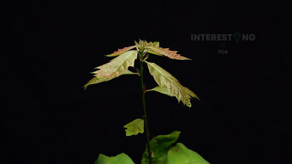 Young oak sapling with first green leaves grown from an acorn