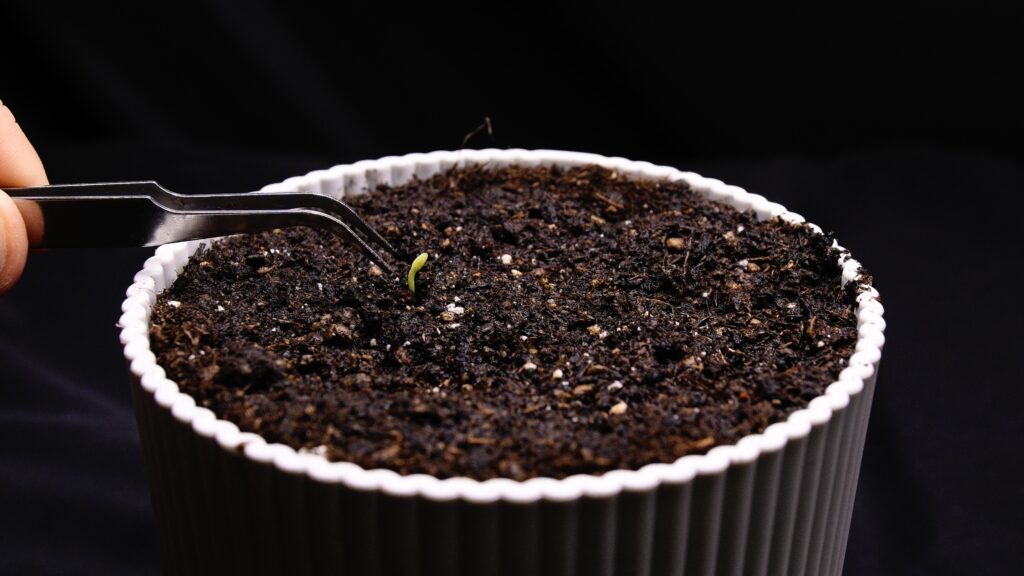 Planting dragon fruit seedlings into cactus soil