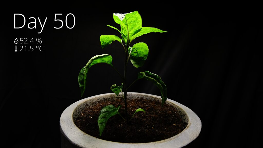 Repotting a jalapeno plant after 50 days of growth