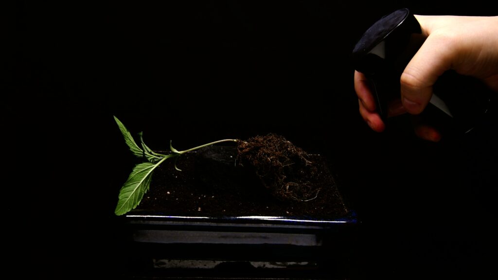 Hands repotting a young cannabis plant onto a small lava rock in a shallow pot