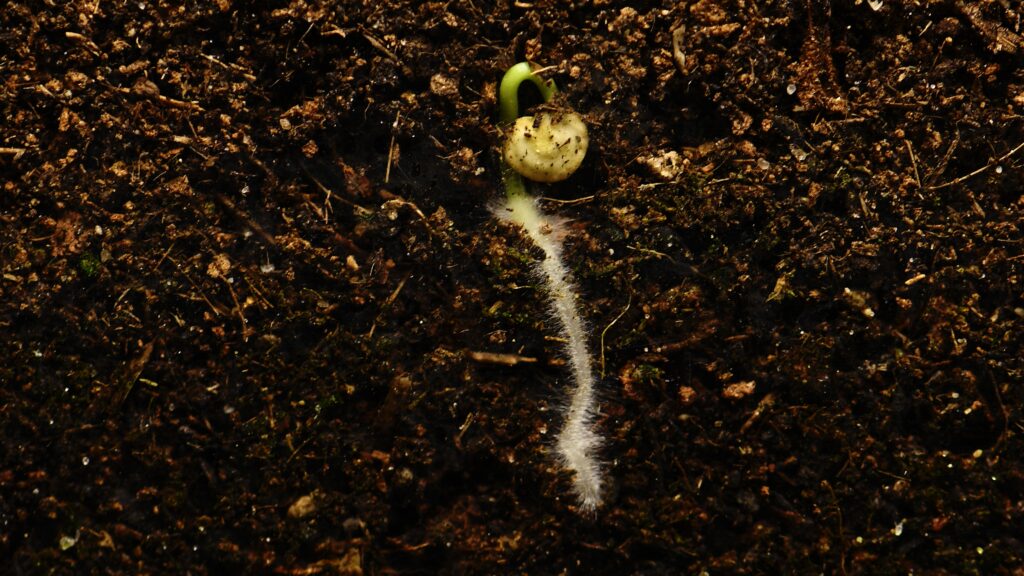 Jalapeno seed germinating in a soil cross section view