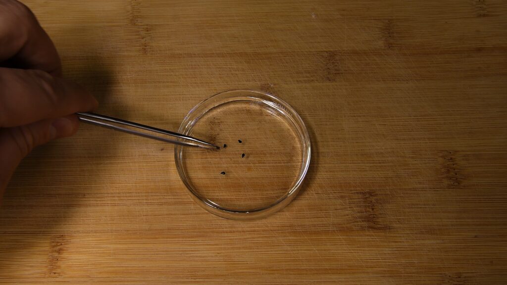 Dragon fruit seeds soaking in a glass of water