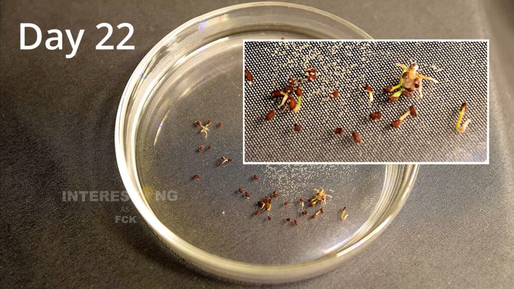 Blueberry seeds starting to germinate on moist substrate