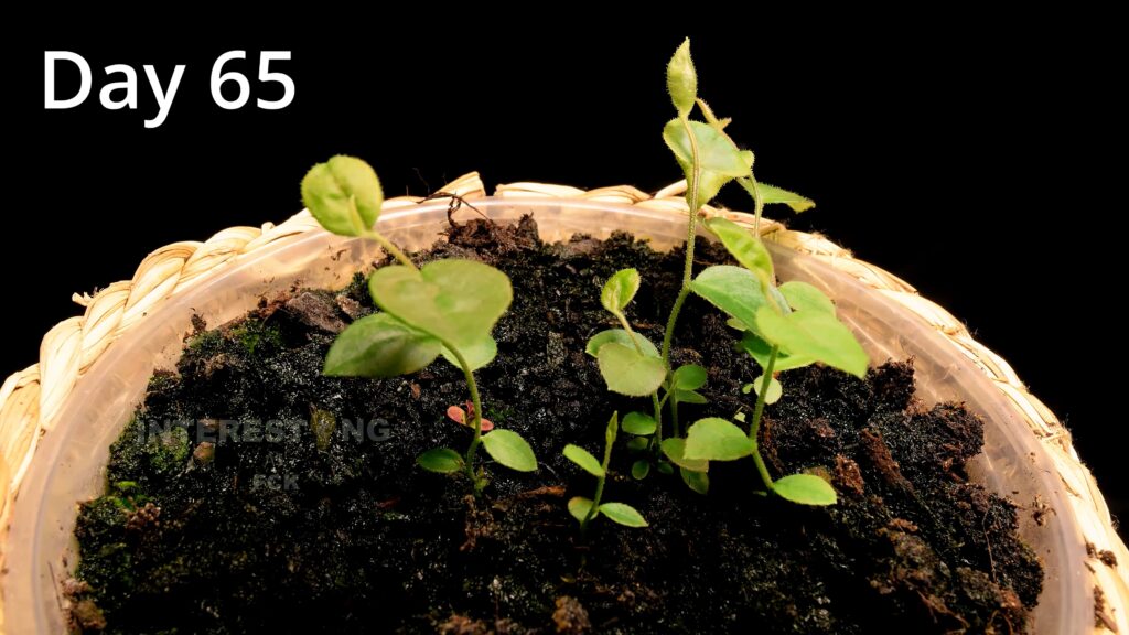 Young blueberry seedlings growing in small pots