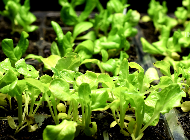 Lettuce seedlings growing larger and forming small rosettes