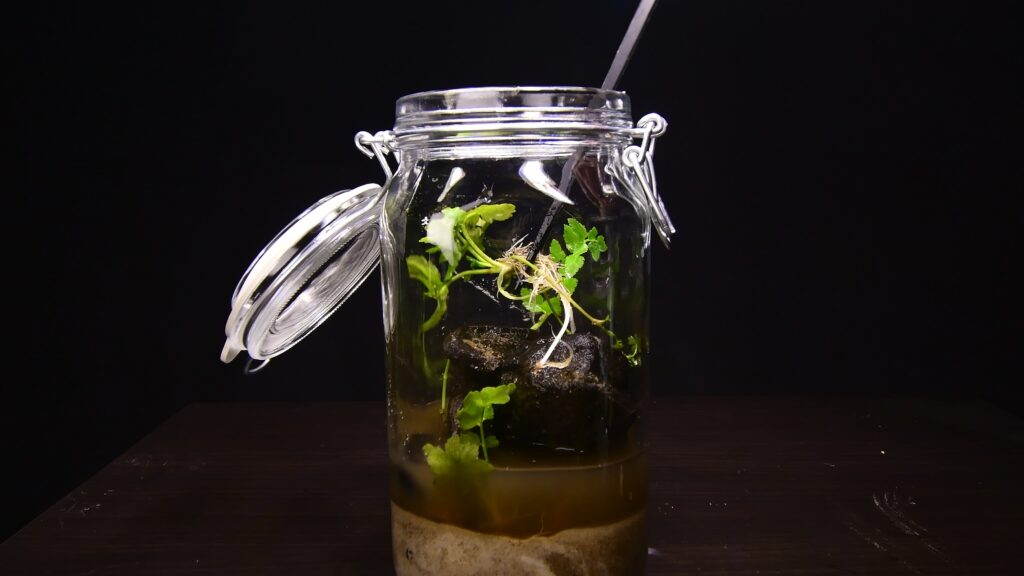 Adding aquatic plants to the DIY jar ecosphere