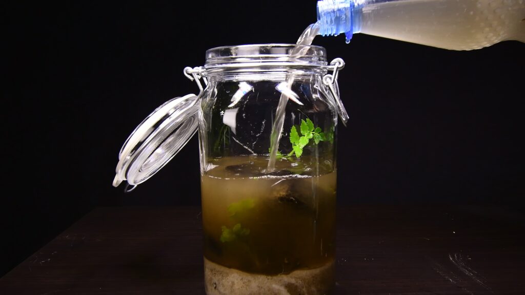 Filling the ecosphere jar with river water to complete the closed ecosystem