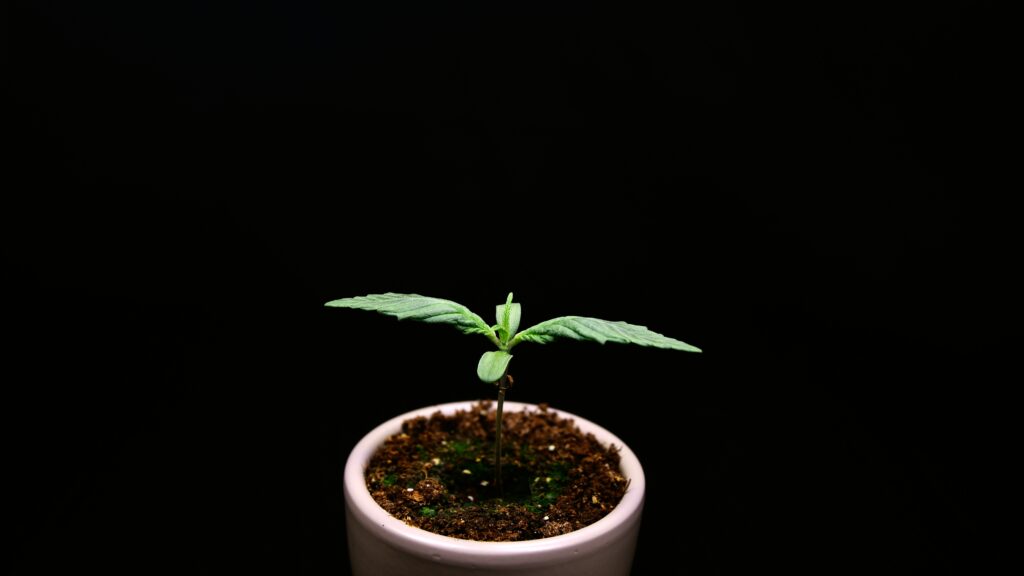 Close-up of a tiny cannabis seedling with its first serrated leaves in a small pot
