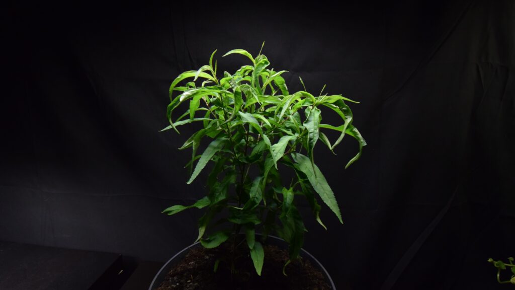 Young nectarine tree grown from seed in a pot